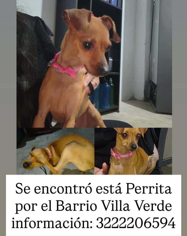 Perro encontrado en Villa Verde, Risaralda