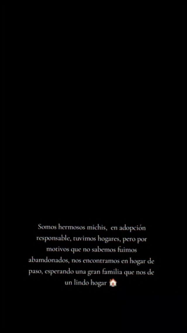 Gaticos en adopción responsable