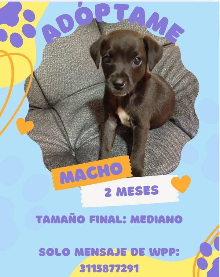 Adopción de Cachorro en Risaralda 