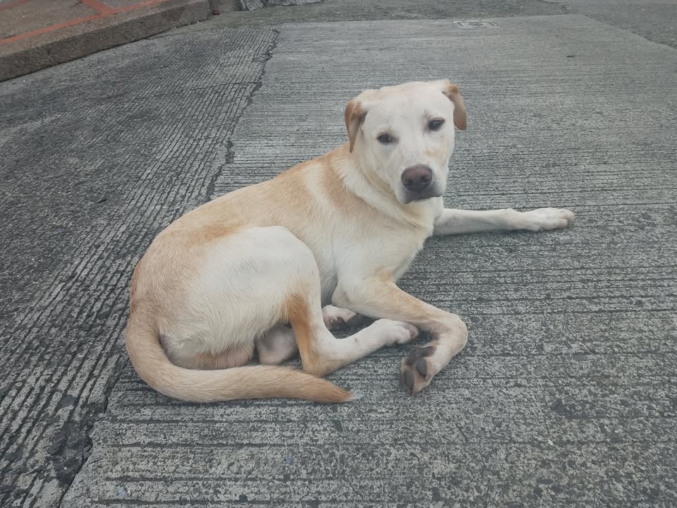 Perro encontrado en Pereira, Risaralda