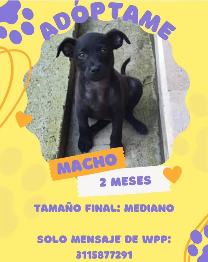 Adopción de Cachorro en Risaralda 
