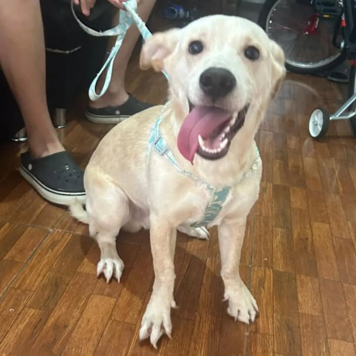 Adopción Canina en Risaralda