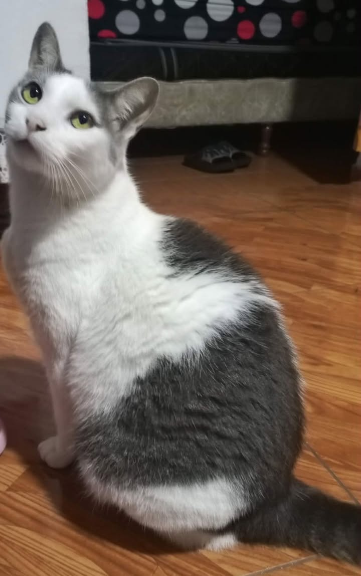 Gato en adopción en Risaralda
