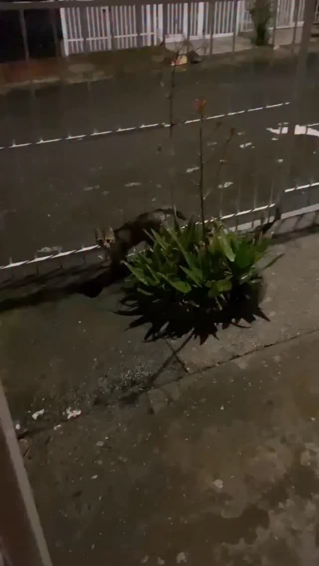 Gato perdido en Dosquebradas, Risaralda