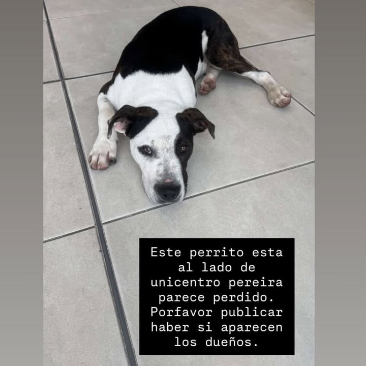 Perro perdido en Unicentro Pereira