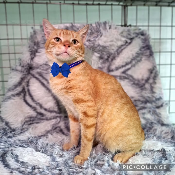 Gato en Adopción Risaralda