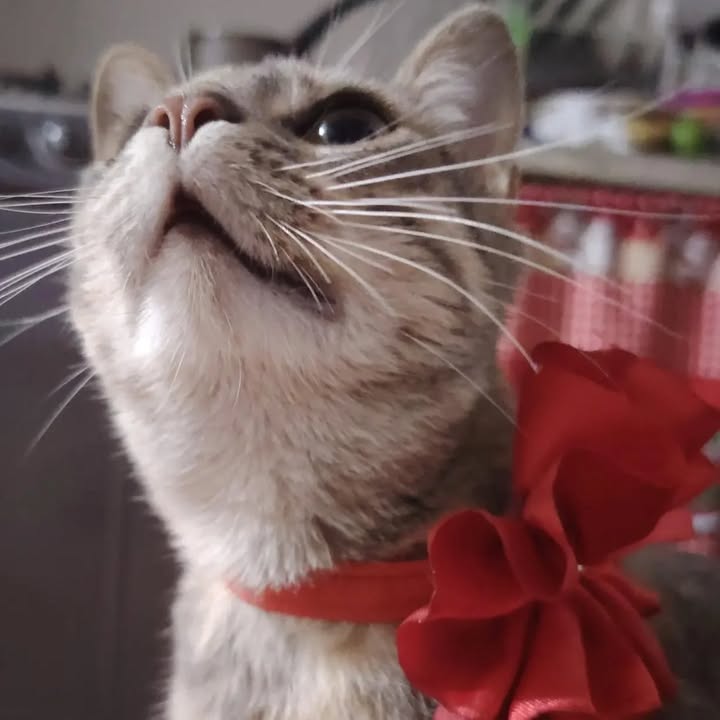 Gata en adopción en Risaralda 