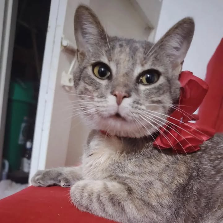 Gata en adopción en Risaralda