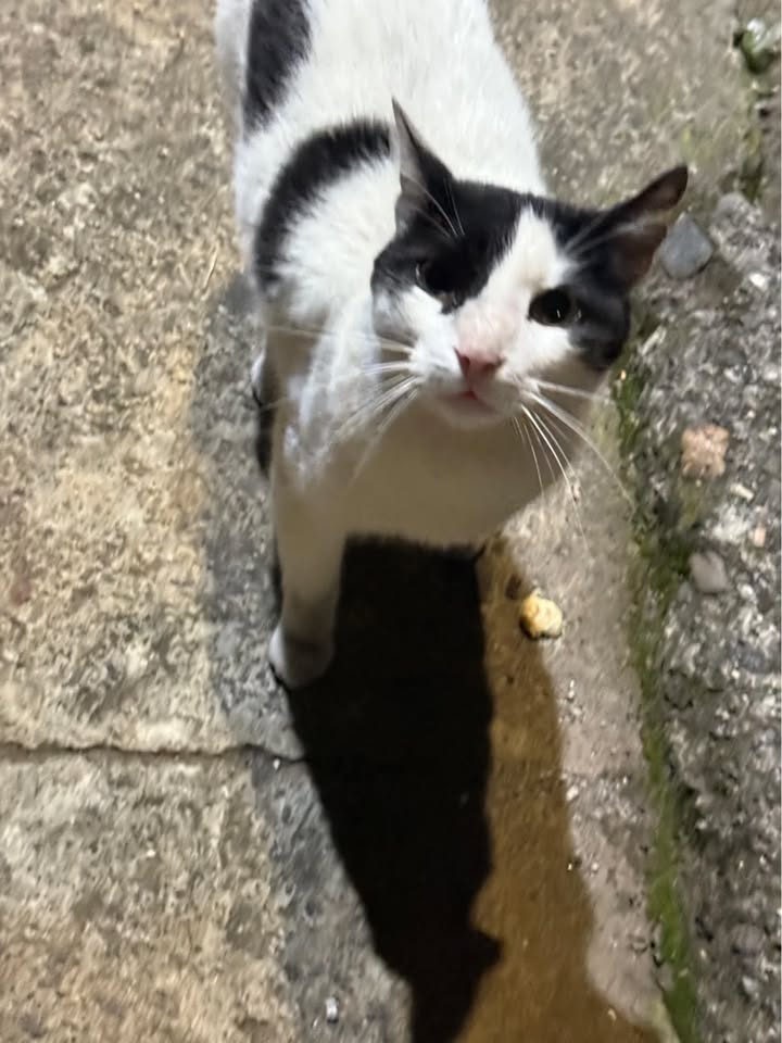 Gato en adopción en Risaralda 