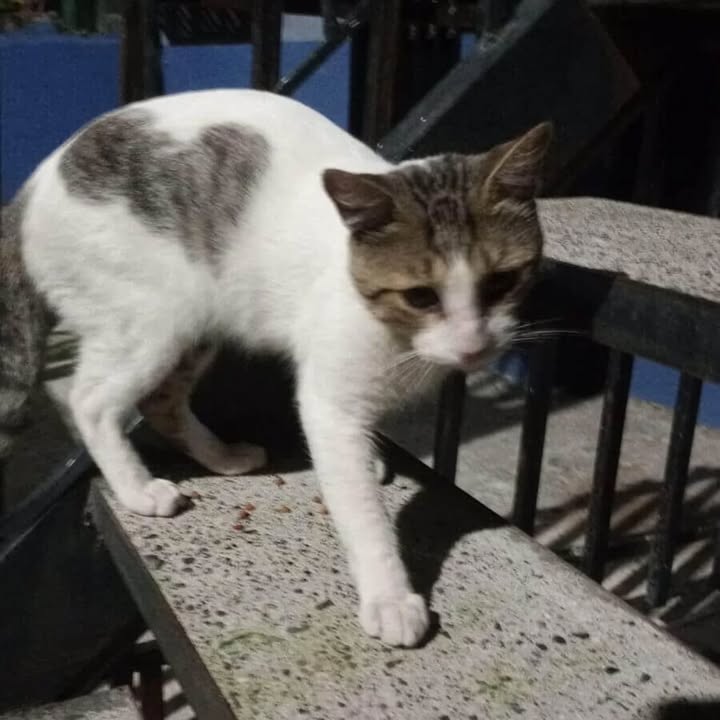 Gato en adopción en Villa Elisa, Risaralda