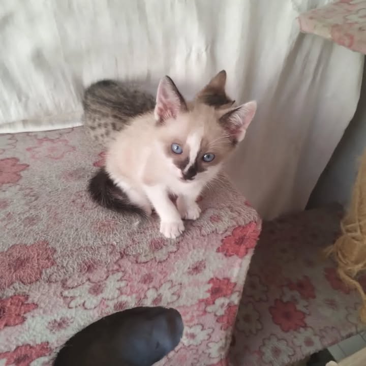 Gaticos en adopción responsable 