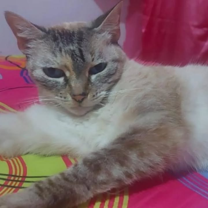 Gata en adopción Risaralda