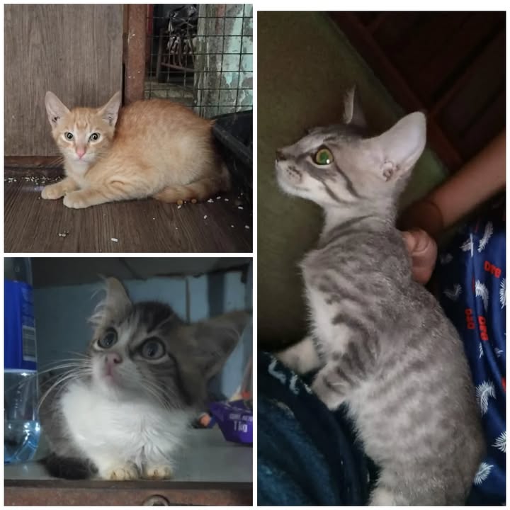 Gaticas en adopción en La Victoria, Valle