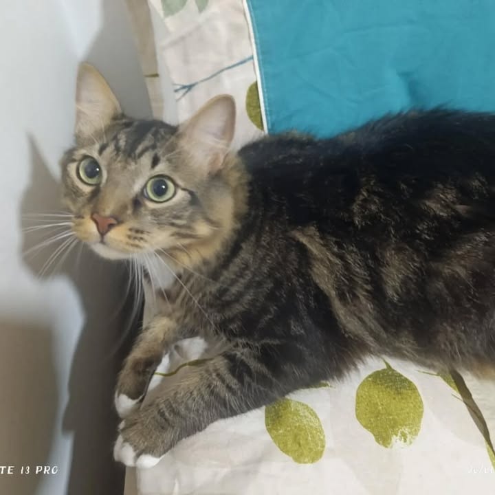 Gato en adopción en Risaralda 