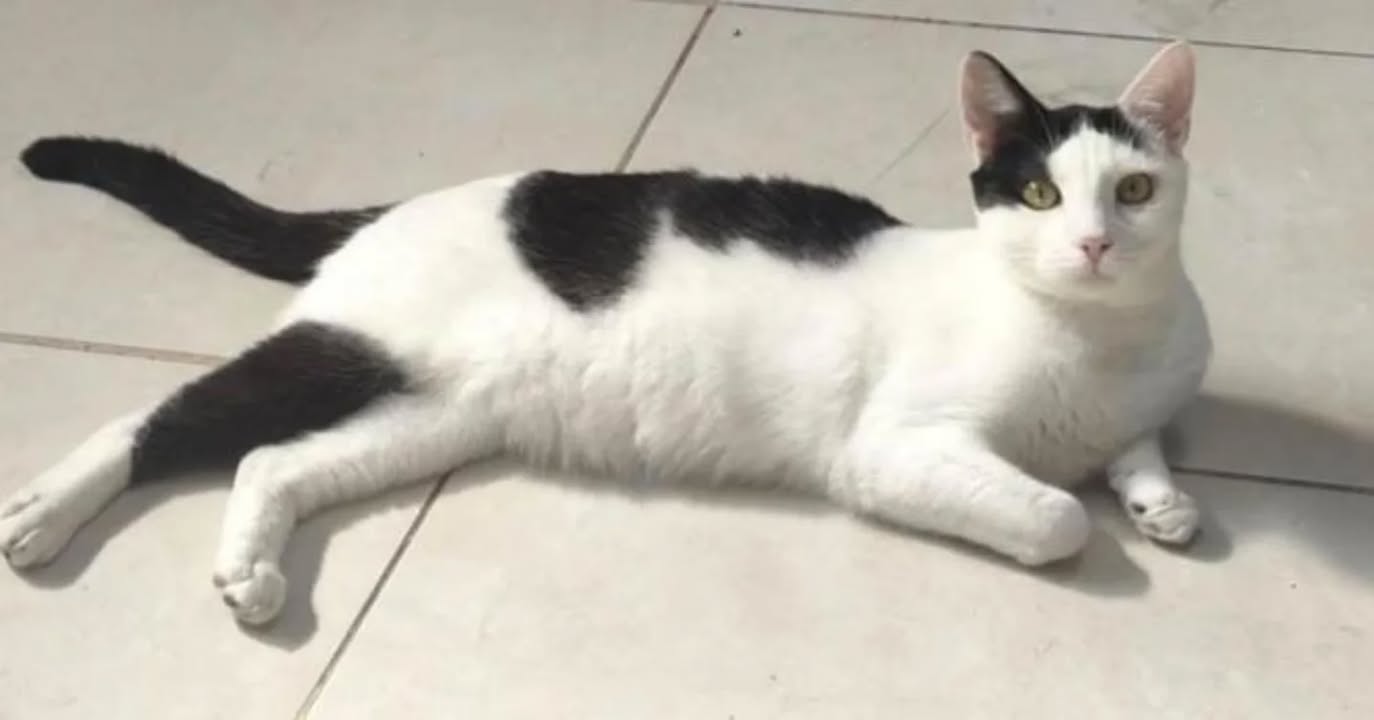 Gato en Adopción - Busca Hogar Responsable