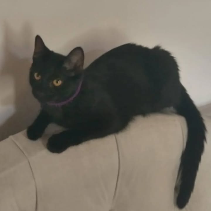 Gata en adopción Risaralda