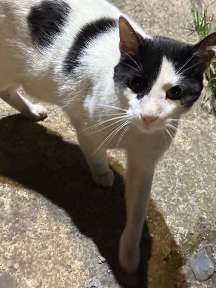 Gato en adopción en Risaralda 