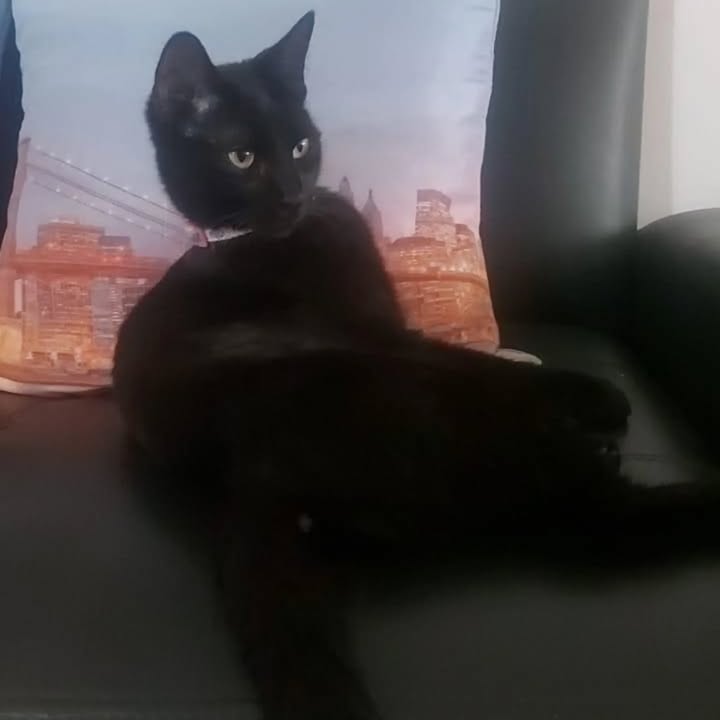 Gata en adopción Risaralda 