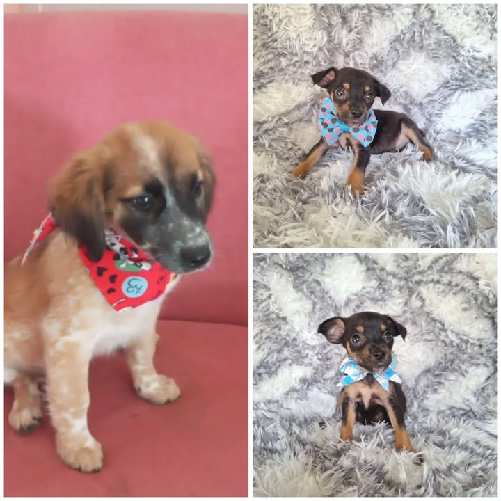 Cachorros en Adopción Responsable