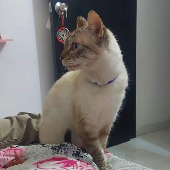 Gata en adopción Risaralda 