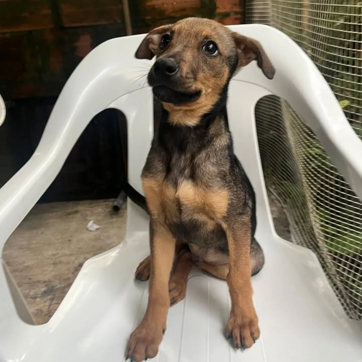 Cachorro en adopción en Risaralda