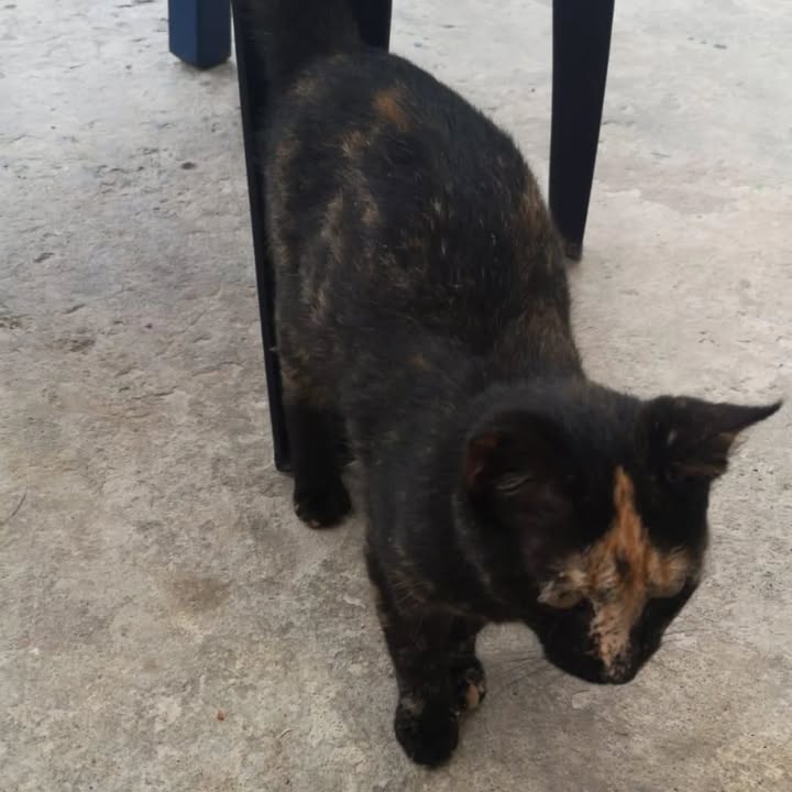 Adopción de Gata en Risaralda