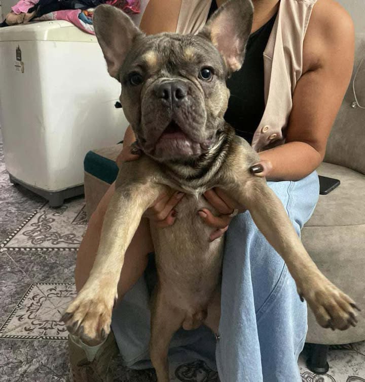 Perro encontrado en Guayacanes, Playa Rica