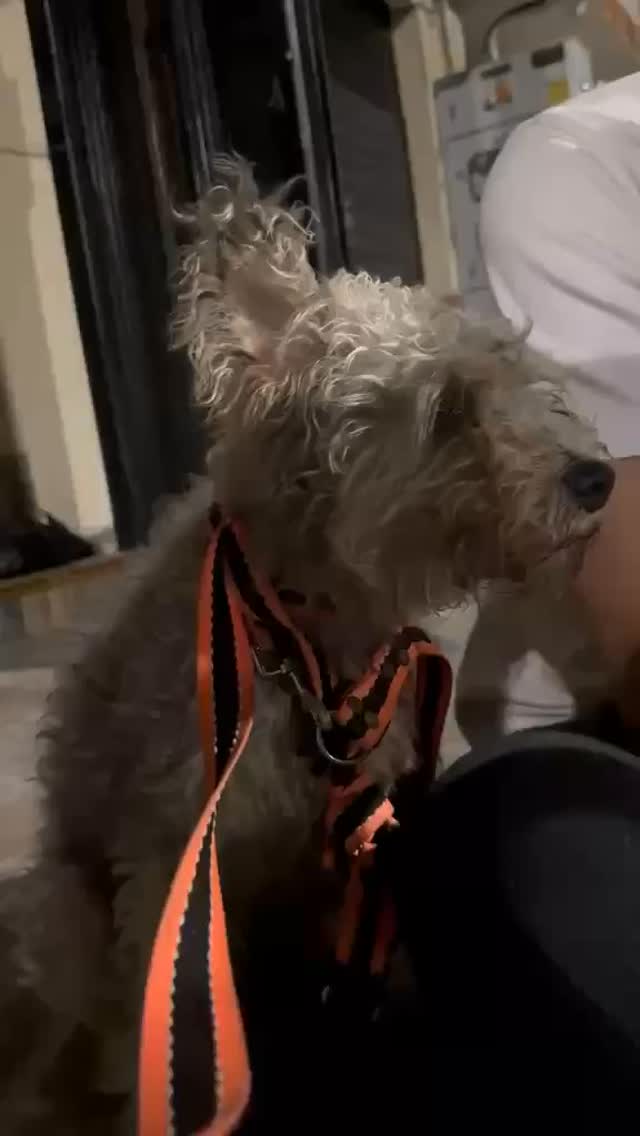 Perro encontrado en Cuba busca a sus dueños