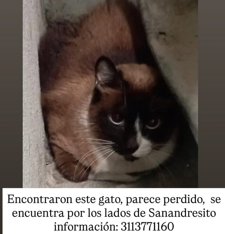 Gato encontrado en Sanandresito