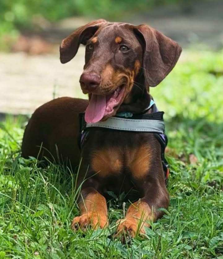 Adopción de Perrita en Risaralda