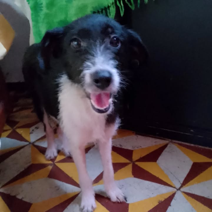 Adopción perrita hembra en Pereira