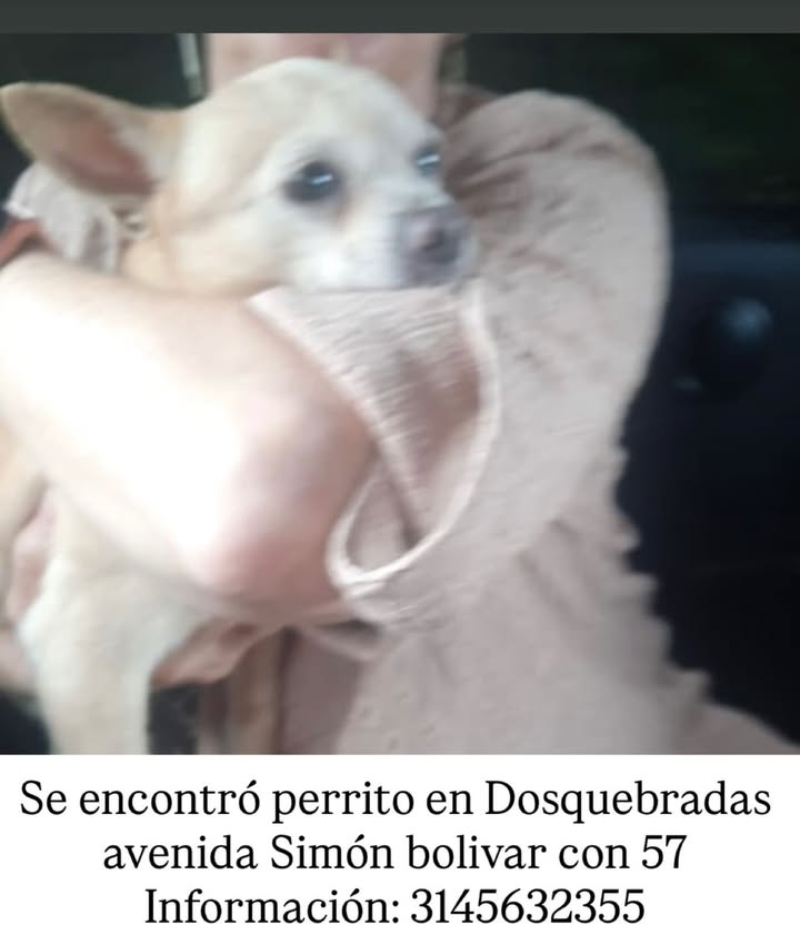 Perro encontrado en Dosquebradas