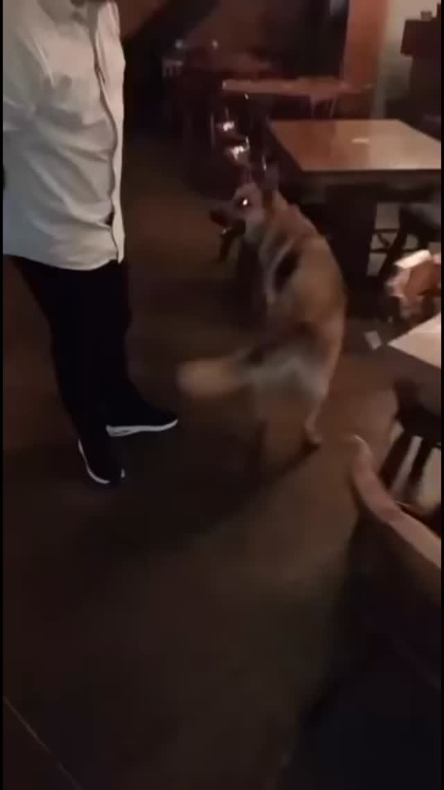 Perro encontrado en Cerritos del Mar, Risaralda