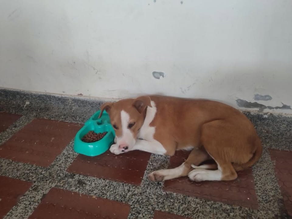 Perro encontrado en Risaralda
