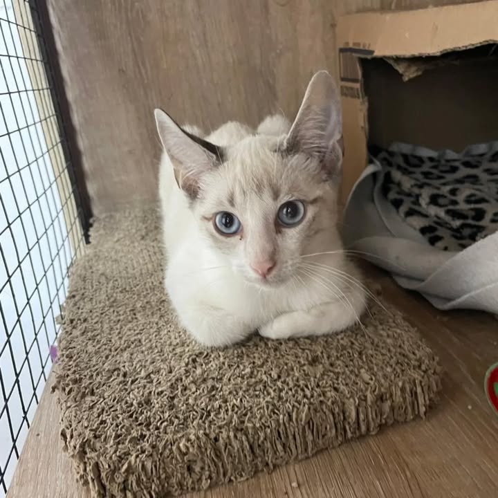 Gaticos en adopción responsable 