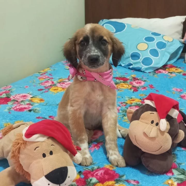 Cachorritos en adopción en Risaralda 