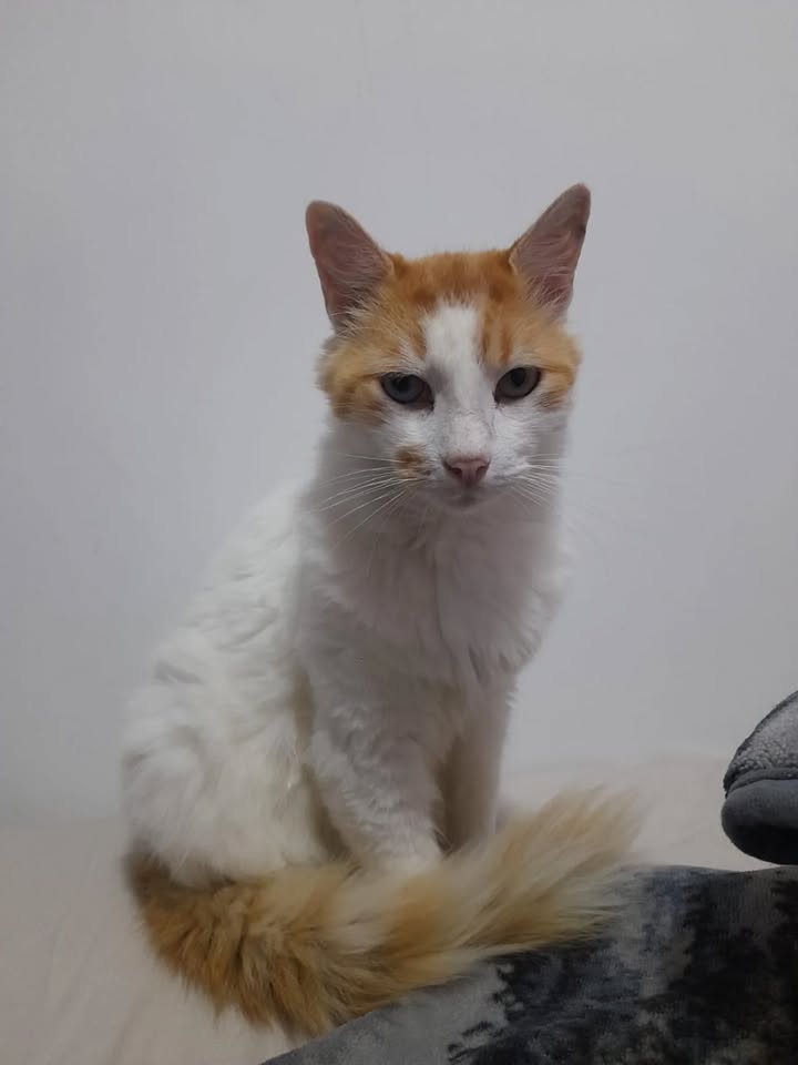 Adopción de Gato Macho en Pereira, Risaralda 