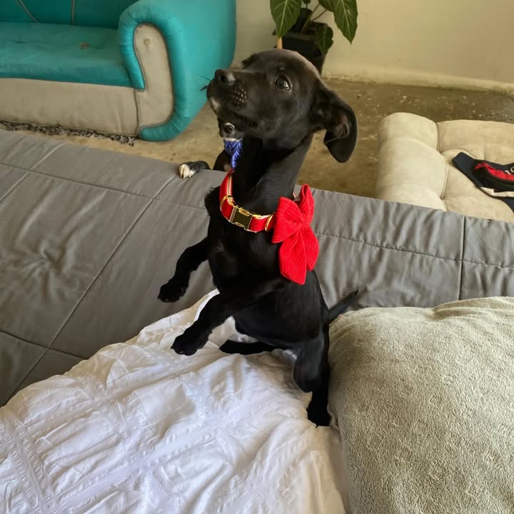 Cachorritos en adopción en Risaralda