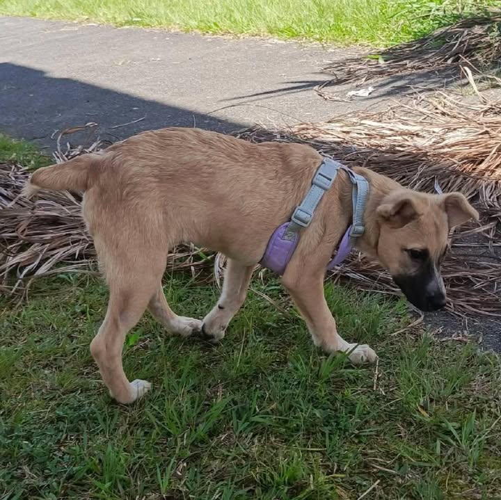 Cachorra en Adopción - 4 Meses y Medio