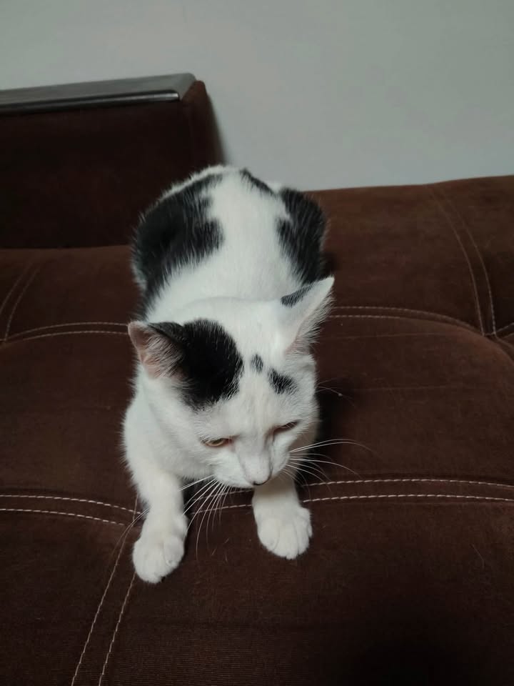 Gato perdido en Santa Teresita Dosquebradas 