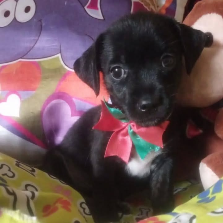 Cachorritos en adopción en Risaralda 