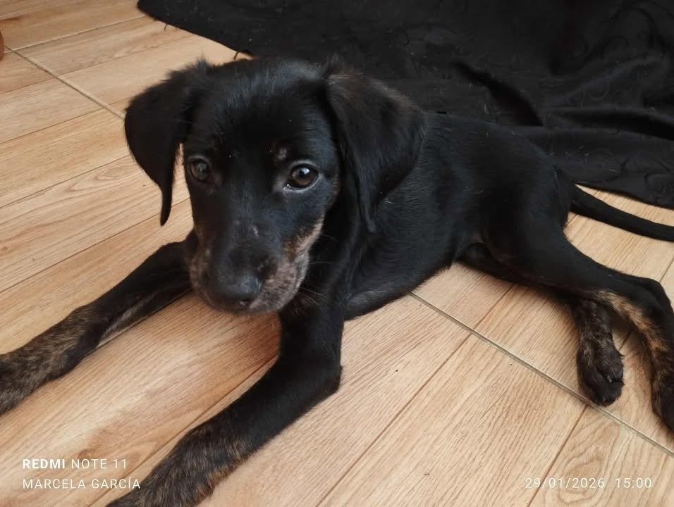 Adopción de Perrita en Risaralda