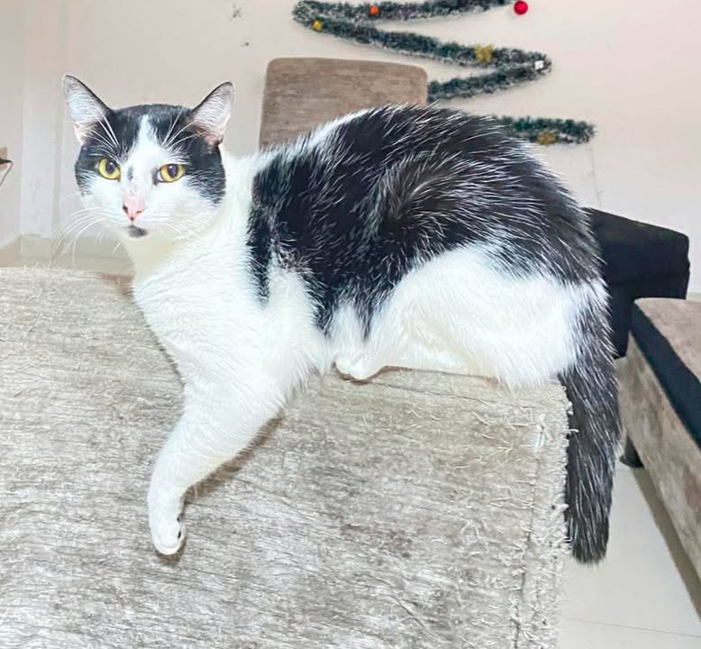 Gato en adopción en Risaralda