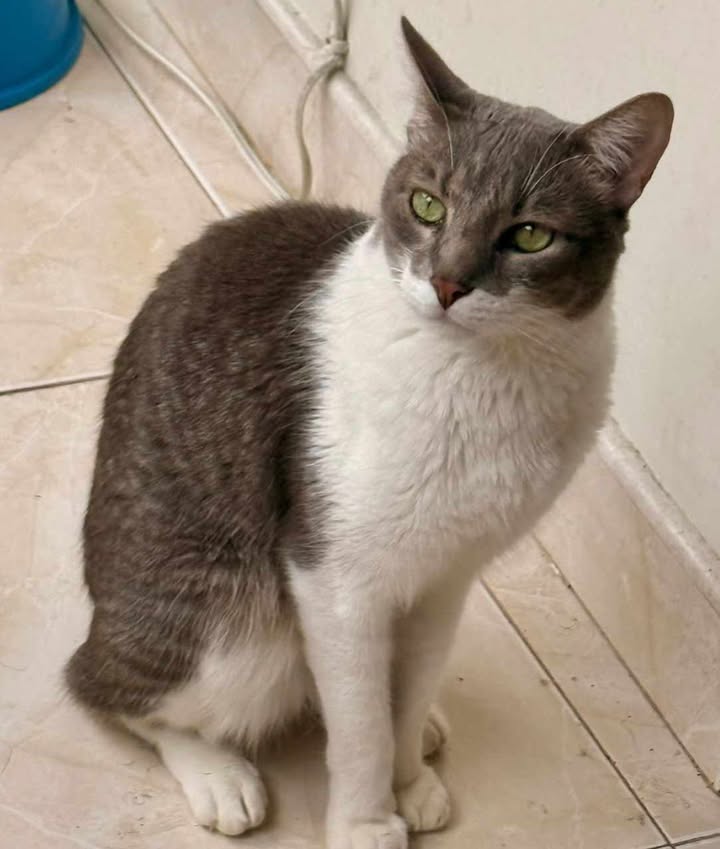 Gato en adopción en Risaralda