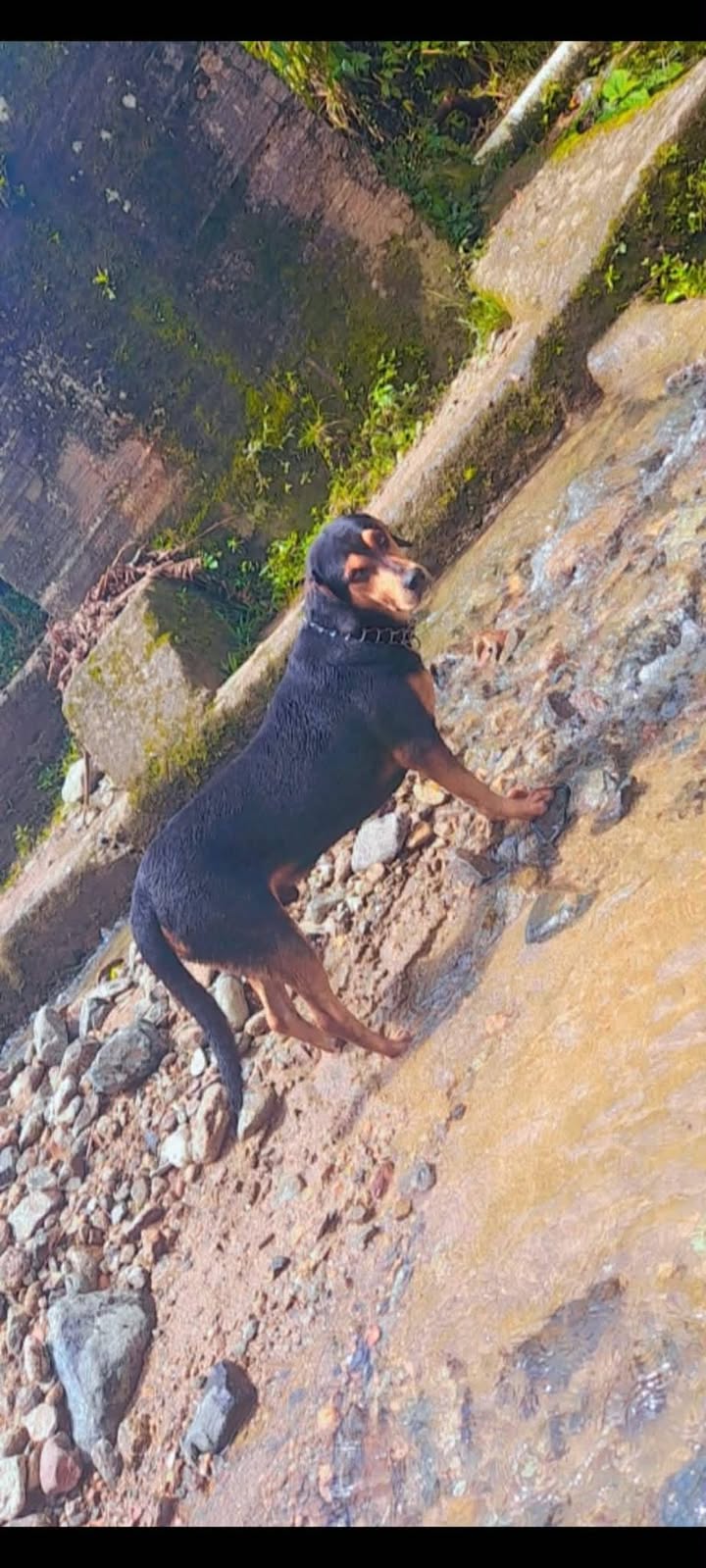 Adopción de perros en Risaralda, Colombia 