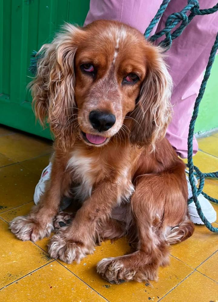 Perro encontrado en Marsella, Risaralda 