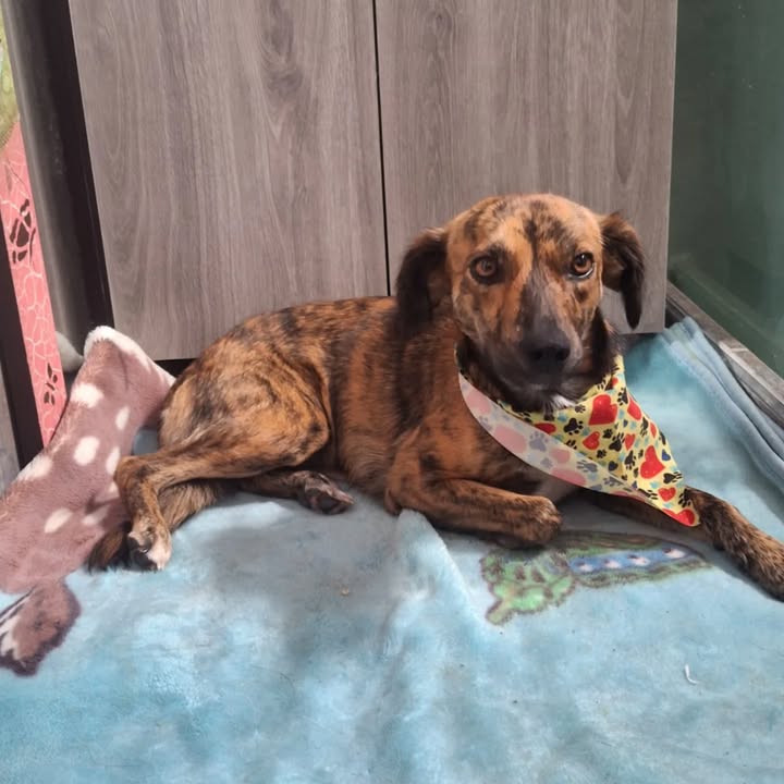 Adopción de Perrita en Risaralda