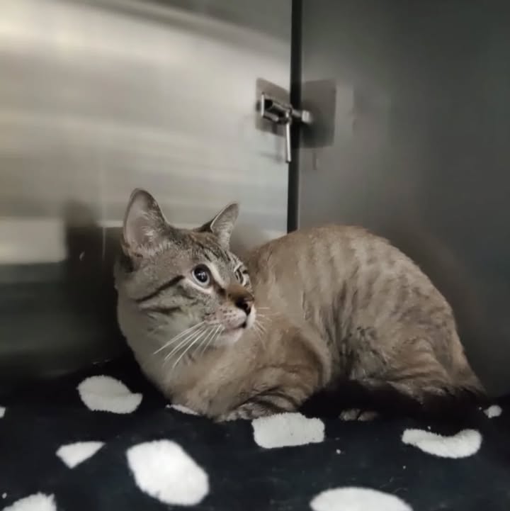 Adopción Gato en Pereira, Risaralda