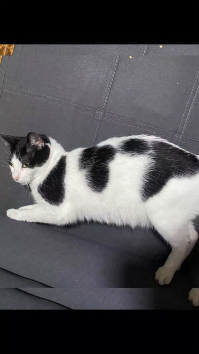 Gato Macho Encontrado en Risaralda 