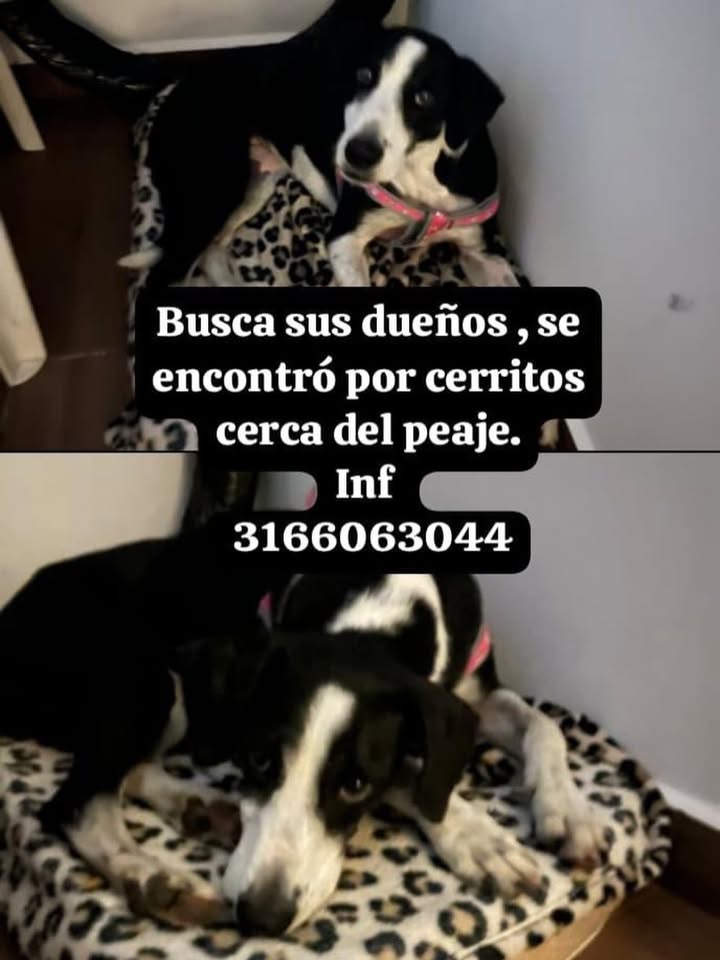 Perro encontrado cerca del peaje en Risaralda 